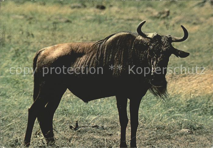 Tiere Gnu Kenya