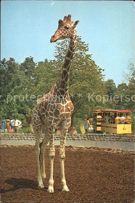 Giraffe Blijdorp Rotterdam