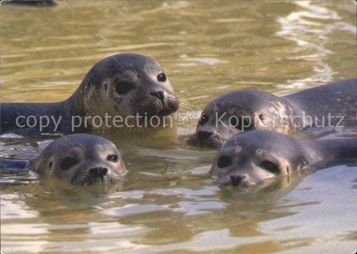 Seehunde Robben Zeehondenopvang Ecomare