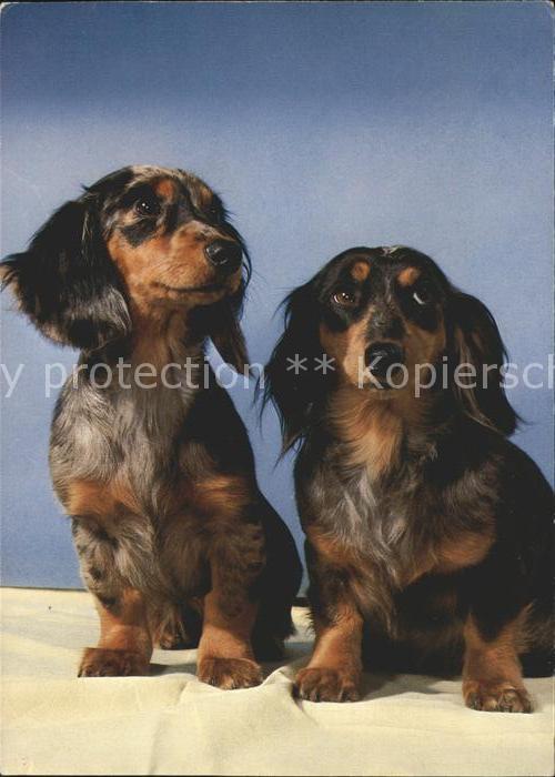 Dackel Dachshund Teckel Hunde dogs Chiens Cani Langhaardackel