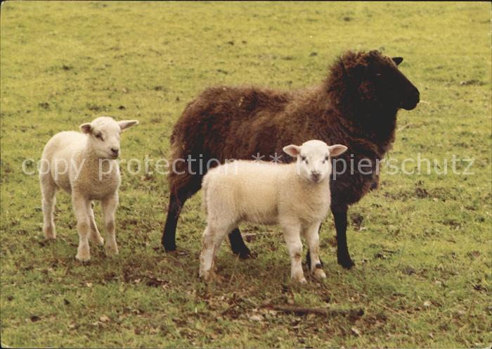 Schafe Lamm Schapen