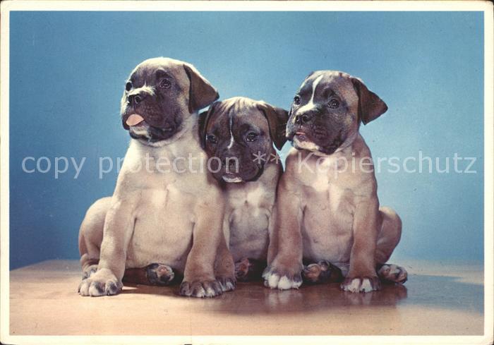 Hunde