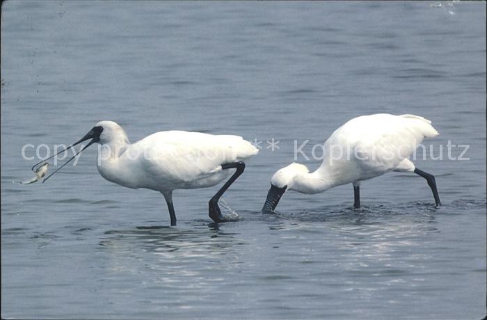 Voegel Birds Oiseaux Uccelli Pajaros-- Schwarzstirnloeffler Black-faced Spoonbil