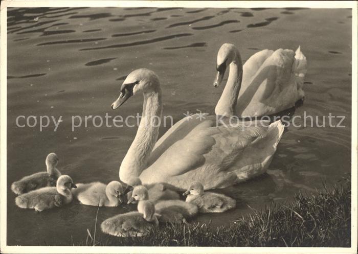 Schwan Schwanenfamilie