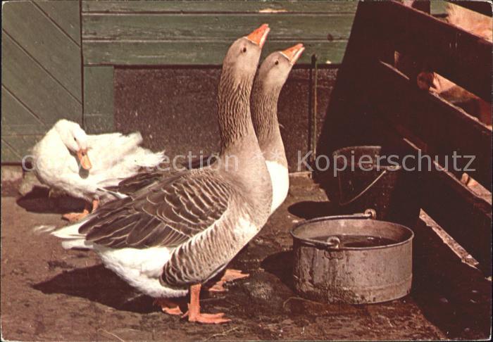 Voegel Birds Oiseaux Uccelli Pajaros-- Gaense