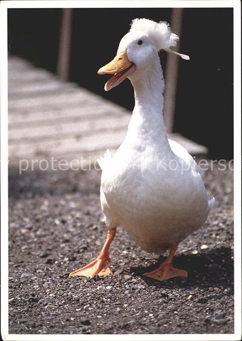 Voegel Birds Oiseaux Uccelli Pajaros-- Gans