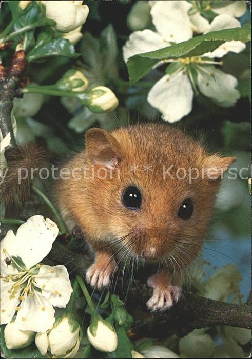 Maeuse Rellmaus Dormouse Loir