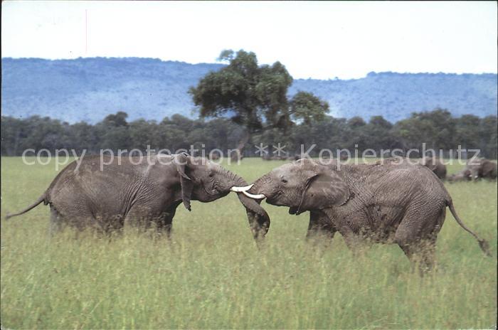 Elefant Kenia Afrika