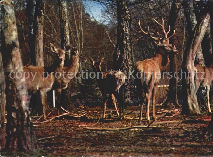 Hirsch Hirschkuehe Cervo Cerf Hert