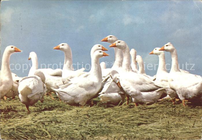 Voegel Birds Oiseaux Uccelli Pajaros-- Gaense