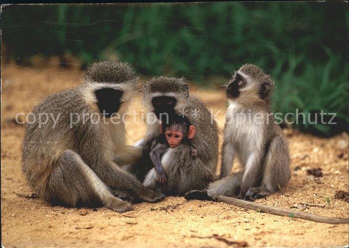 Affen Suedliche Gruenmeerkatze Vervet Monkeys Suedafrika