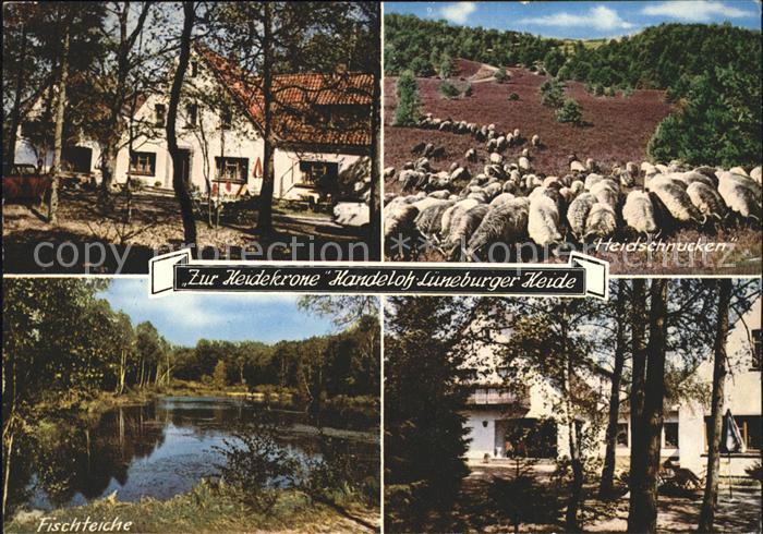 Handeloh Hotel Pension Zur Heidekrone Heidschnucken