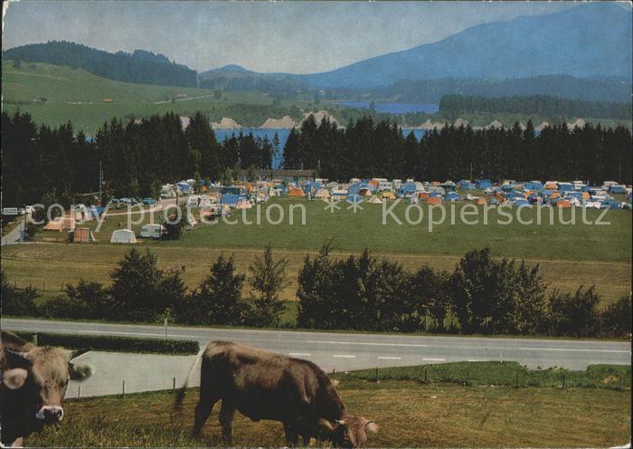 Rosshaupten Forggensee Camping Kuehe