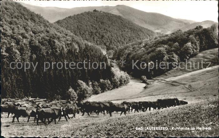 Lauterberg Bad Kuhherde im Halbeck