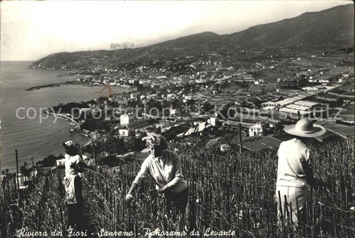 Sanremo Arbeit in den Weinbergen