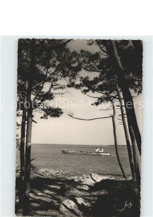 Ile d Oleron St Trojan Pins bordant la Plage vers Ga