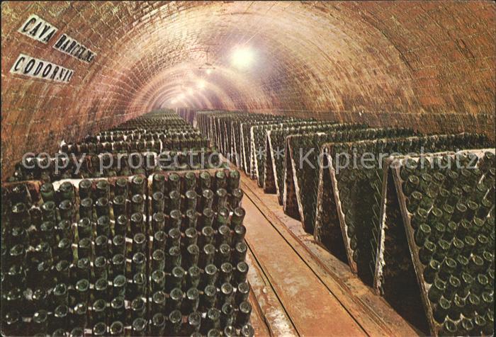 Wein Cavas Codorniu Flaschen in Pulten