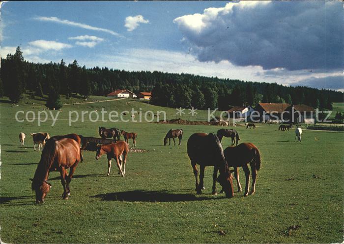 Pferde Paturage du Jura
