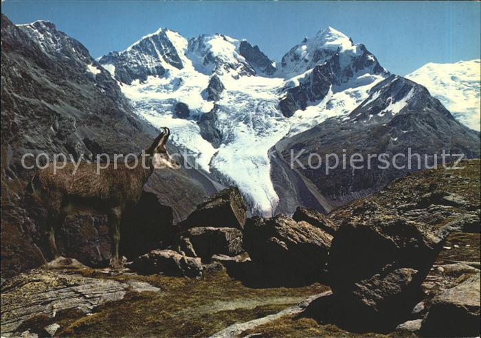 Gemse Fuorcla Surlej Piz Bernina Roseg