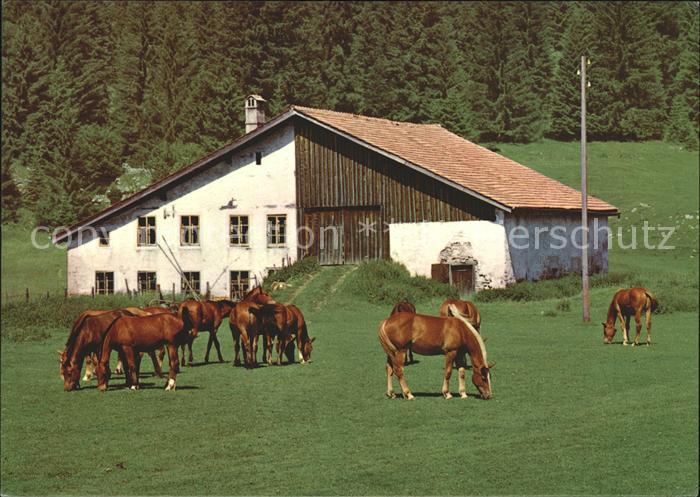 Pferde Paturage Franches-Montagnes