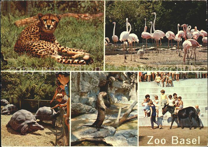 Zoo Basel Gepard Flamingos Schildkroeten Fischotter Pony