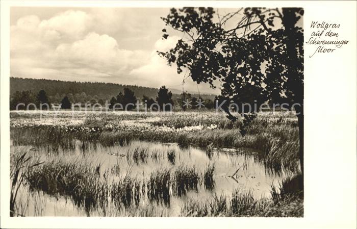 Schwenningen Neckar Wollgras auf Schwenninger Moor