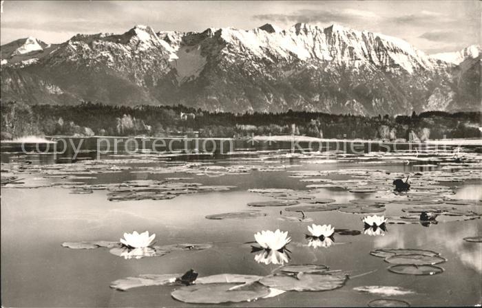 Murnau Staffelsee Seerosen Staffelsee