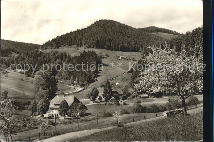 Bad Rippoldsau Schwarzwald Holzwald