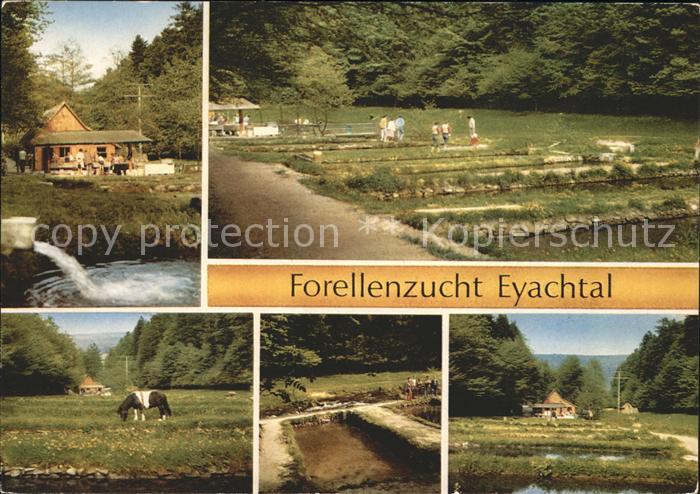 Neuenbuerg Enz Forellenzucht Eyachtal