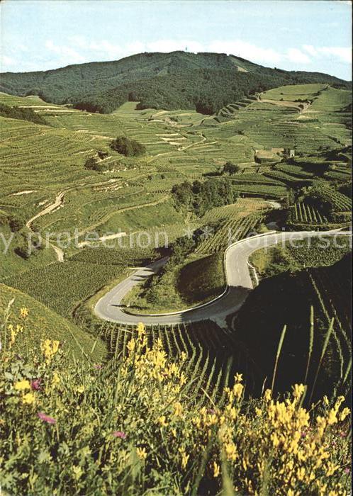 Oberbergen Vogtsburg Terrassenlandschaft mit Blick gegen Totenkopf