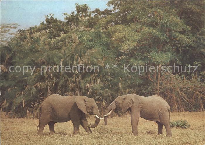 Elefant Elefanten Afrika