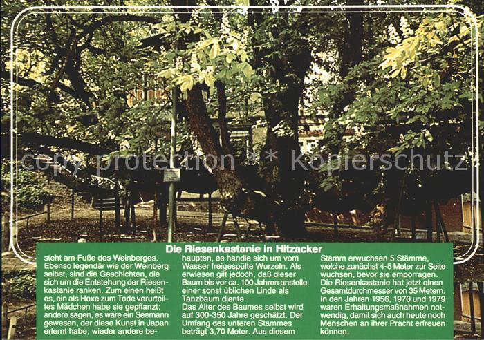 Elbe Elbe LuftkurortRiesenkastanie