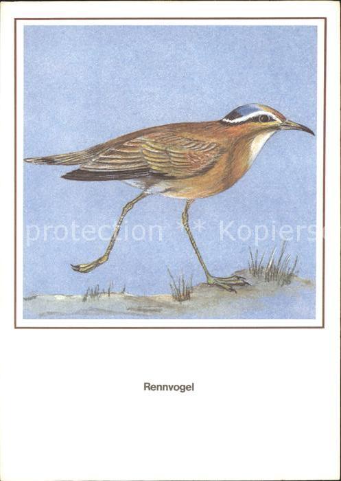 Voegel Birds Oiseaux Uccelli Pajaros-- Rennvogel Kuenstlerkarte R. Schiller
