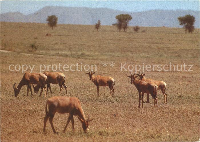 Tiere Defassa-Wasserbock