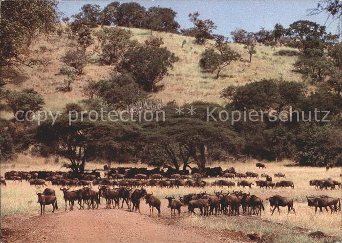 Tiere Gnu-Herde