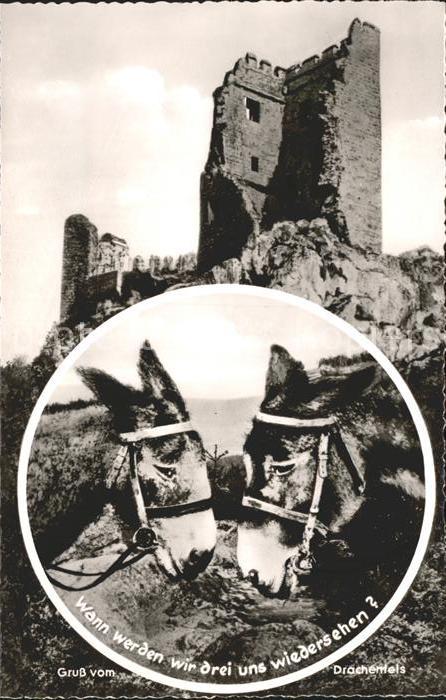 Drachenfels Burgruine Esel