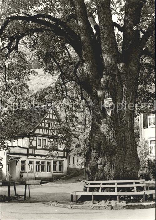 Thal Ruhla 600 jaehrige Linde