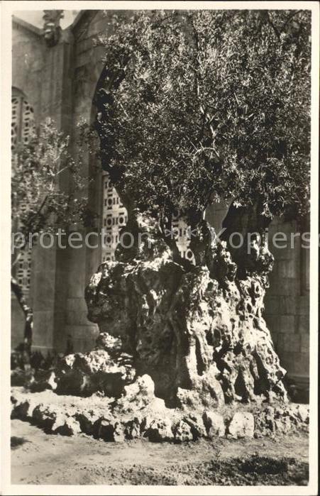 Jerusalem Yerushalayim oelbaum Christi