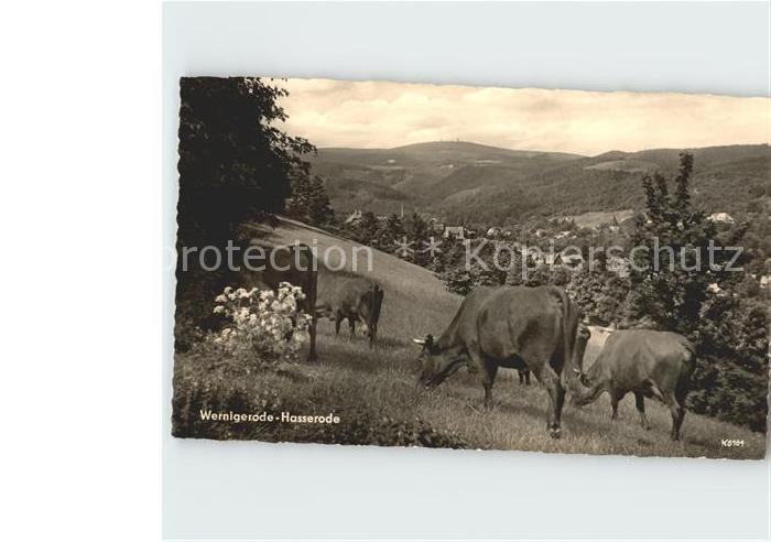 Wernigerode-Hasserode Panorama Viehweide
