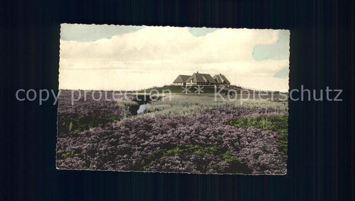 Hallig Nordsee Bluehende Hallig Bondestabe und Meerstrandwermut