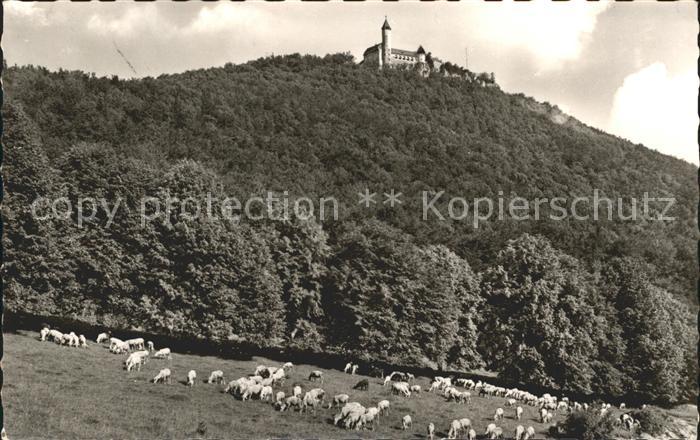 Burg Teck Schafherde