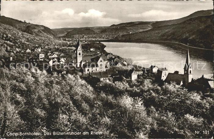 Bornhofen Kamp Panorama Das Bluetenwunder am Rhein