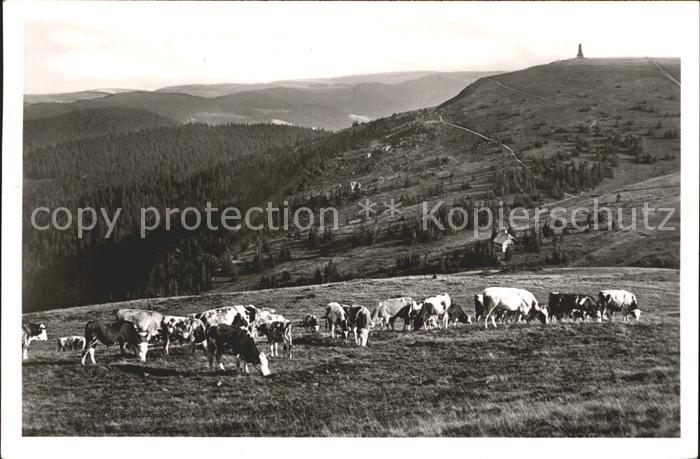 Feldberg Schwarzwald Viehweide Kuehe Bismarckdenkmal und Grueble