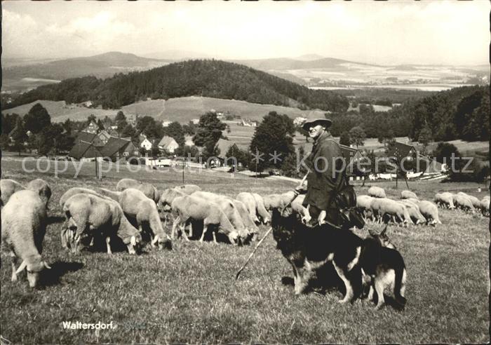 Waltersdorf Zittau Schafherde Schaefer Hirtenhund Panorama