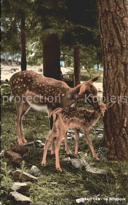Reh Bad Orb Wildpark