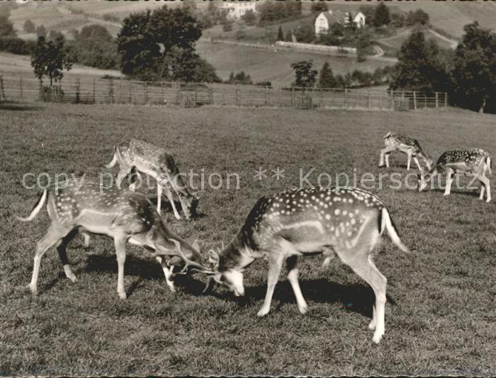 Hirsch Rehe Bad Orb Wildpark