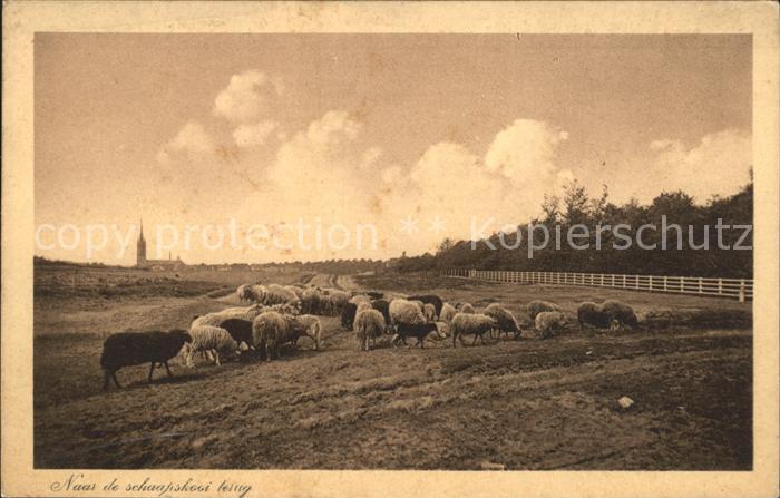 Schafe Schafherde Holland