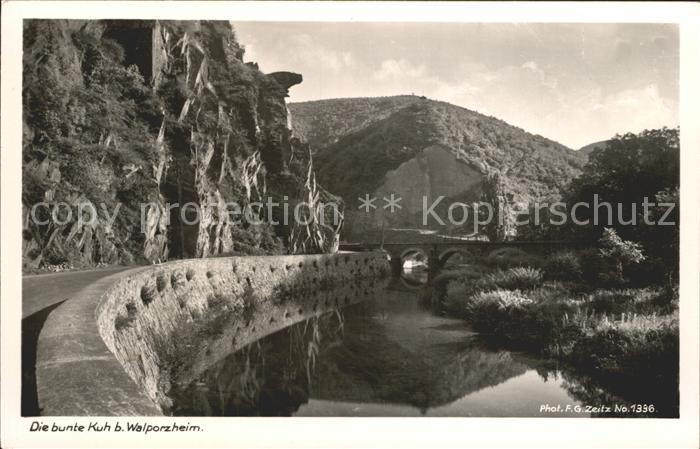 Foto Zeitz F.G. Nr. 1336 Bunte Kuh Walporzheim