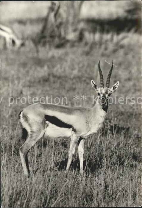 Tiere Thomson-Gazelle