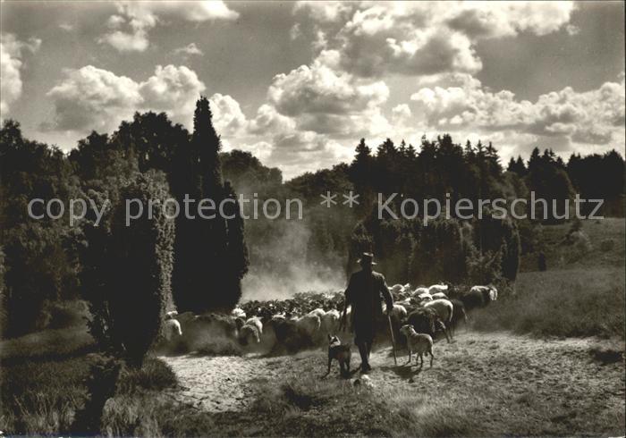 Hirte Schnuckenherde Heimweg
